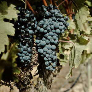 La ruta del Duero en Pesquera de Duero