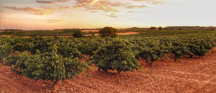 Viñedos en la ruta del Duero a su paso por Pesquera de Duero en la provincia de Valladolid