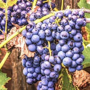 Bodegas Hesvera