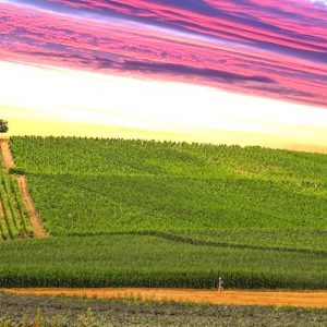 Bodegas Hesvera