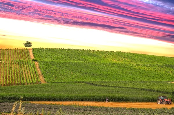 Vista al atardecer de los viñedos de Bodegas Hesvera en Pesquera de Duero