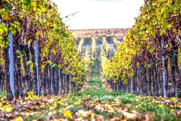 Vista de los viñedos propios de Bodegas Hesvera en Pesquera de Duero