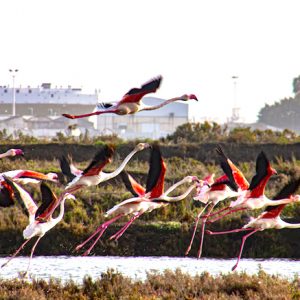 Paseo en barco Isla Cristina