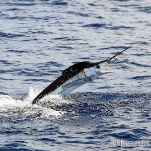 Pesca en Huelva