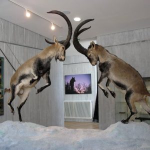 Museo de la Naturaleza del Valle del Alberche
