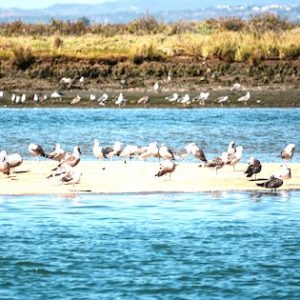 Excursiones en barco Isla Cristina
