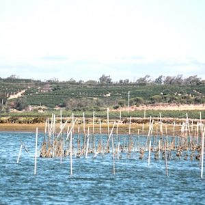 Excursiones en barco Isla Cristina