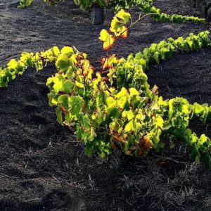 SENDERISMO EN LANZAROTE