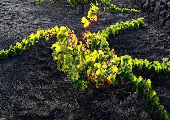 Vid de un viñedo en Lanzarote