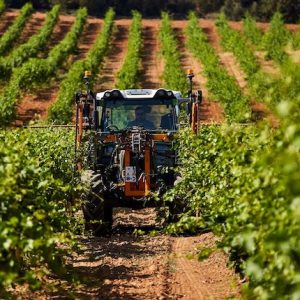 VISITA BODEGA BURGOS
