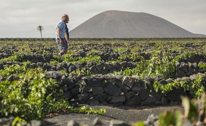 Vista de las viñas de Bodegas el Grifo en Lanzarote