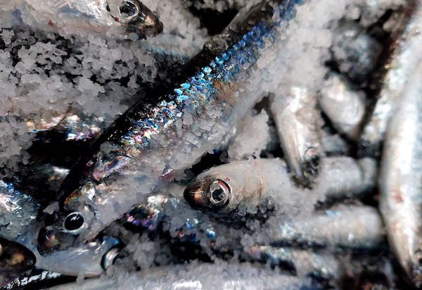 Anchoas de una fábrica de Santoña en Cantabria