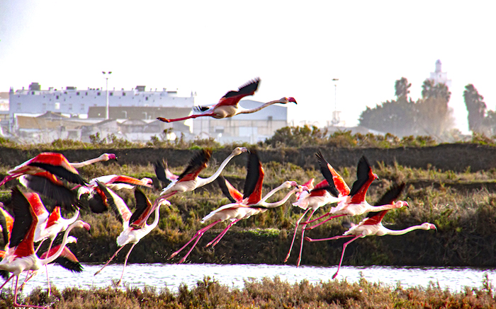 Flamencos en la Ría de Huelva