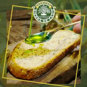 Catas de aceite en Olvera