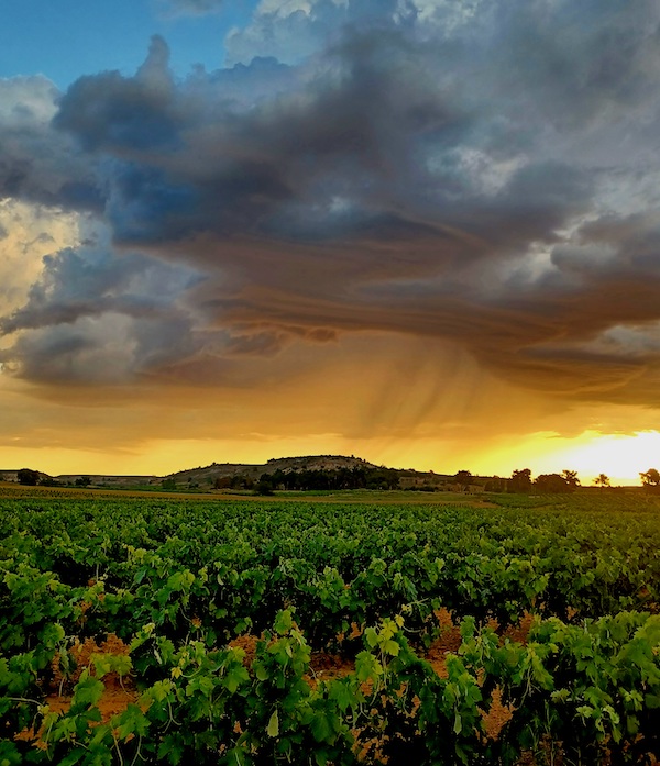 Vista de un viñedo en Sotillo de la Ribera en la provincia de Burgos