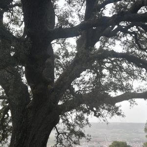 Qué ver en Quintanilla de Onésimo