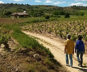 Visita bodega San Esteban de Gormaz