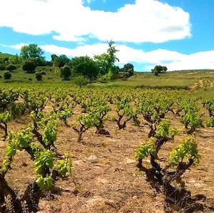 Visita bodega San Esteban de Gormaz