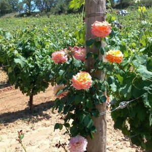 Bodegas en Sotillo de la Ribera