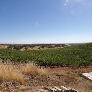Qué ver en Pedrosa de Duero