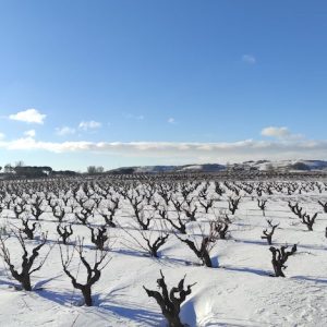 Bodega Pedrosa de Duero