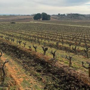Bodega Pedrosa de Duero