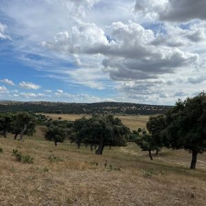 Visita ganadería Garcigrande