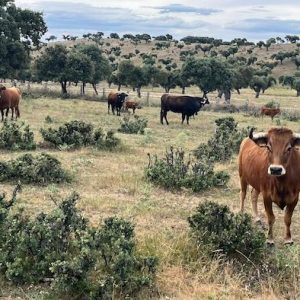 Visita ganadería Garcigrande