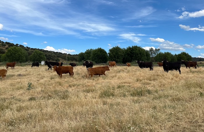Visita ganadería Garcigrande