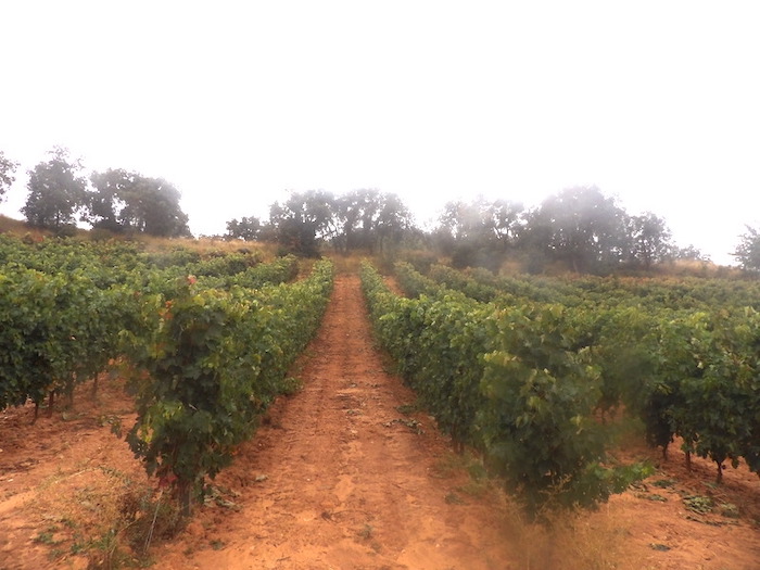 Vista de viñedo en la Ribera del Duero