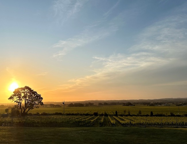 Foto de un viñedo de Australia