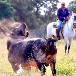 Visita ganadería Miura
