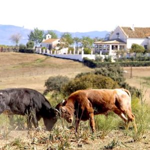 Visita ganadería Miura