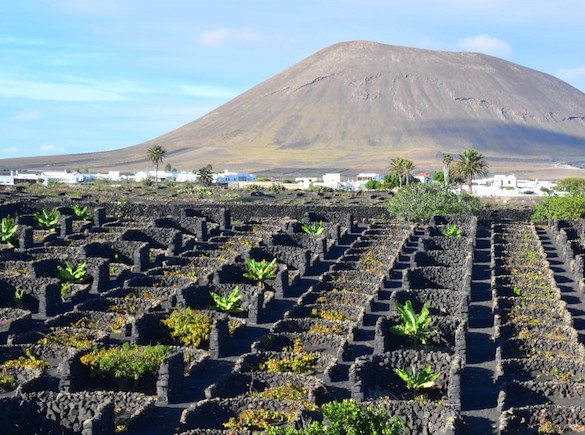 Ruta del vino en Lanzarote