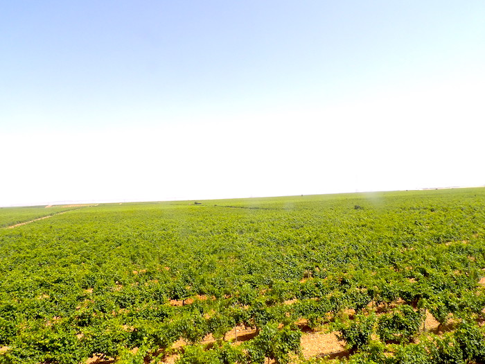 Vista de los viñedos de bodegas Menade en Rueda